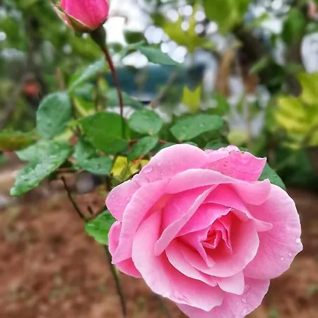 Tatil Evi Limon Y Sol *