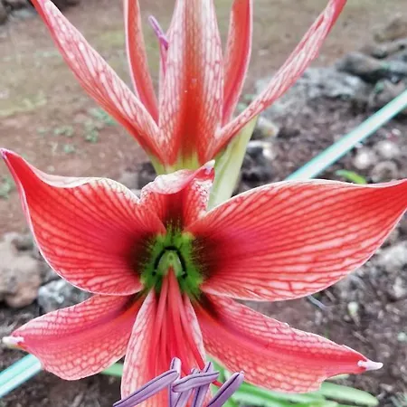 Limon Y Sol * El Sauzal