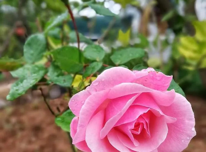 Nyaraló Limon Y Sol *