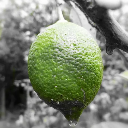 Limon Y Sol